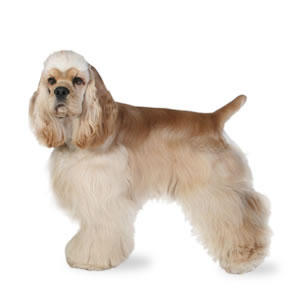 Cocker Spaniel, Breed profile