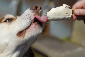 Dog Eating Icream Closeup.