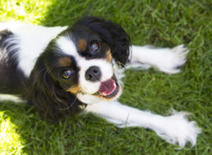 smiling dog