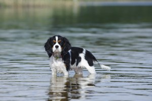 Cavalier king charles spaniel