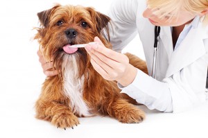 Dog and vet