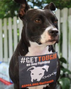 Get Tough On Dog Fighting | New York City Dog