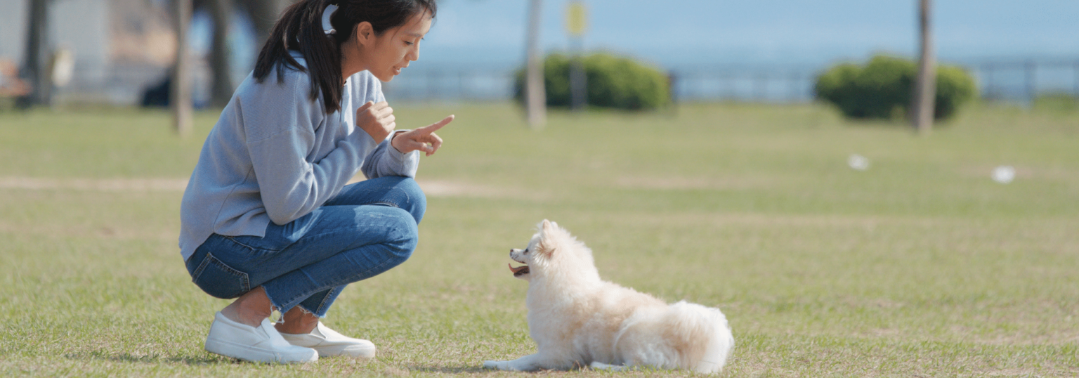 Your Source for All Things Dog in New York City