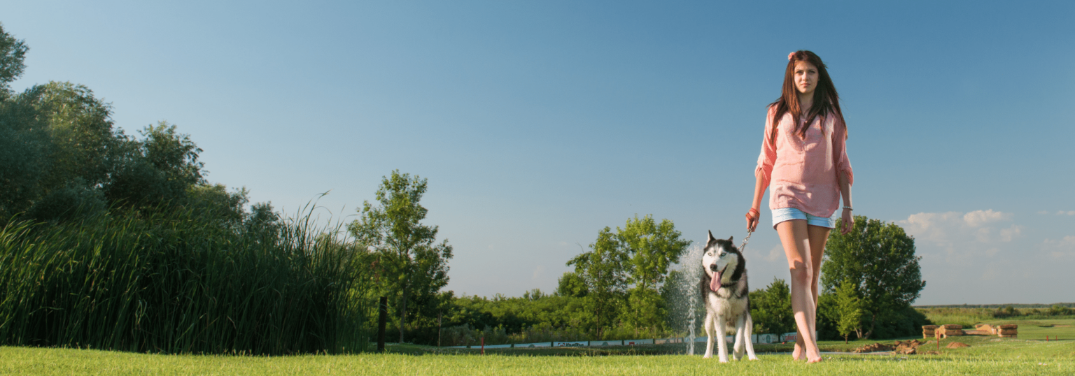 Your Source for All Things Dog in New York City